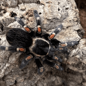 Spider Appreciation at The Toronto Zoo